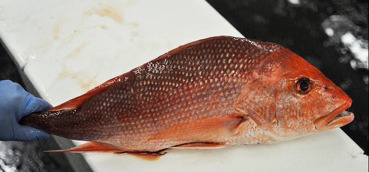 Snapper Most commonly mislabeled