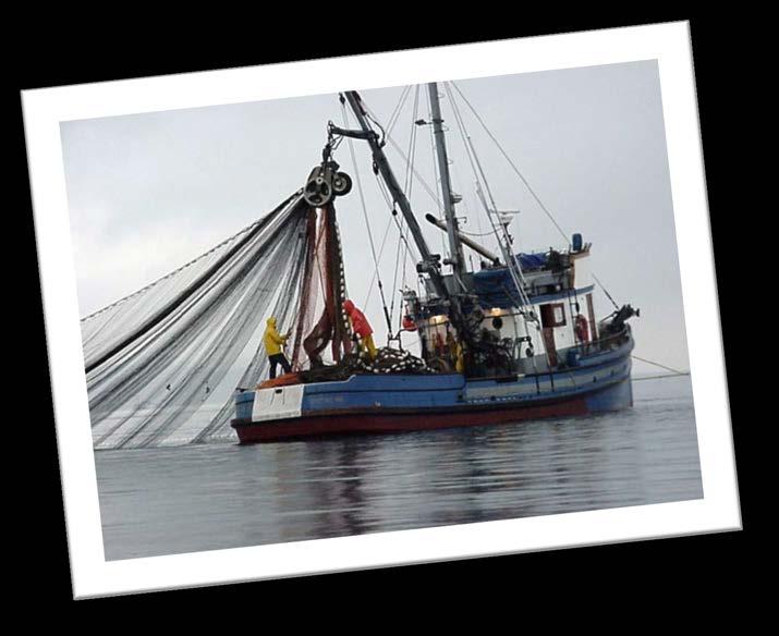 Commercial Fisheries Managed for yield (MSY) Relatively few fishers and