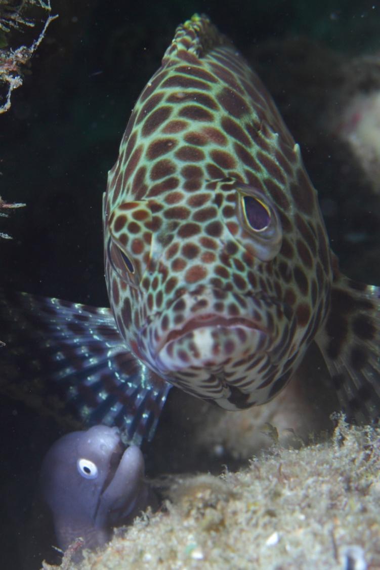 Fish sentience Eel and grouper The moray eel and the grouper represent an example of a sophisticated, complex behaviour that