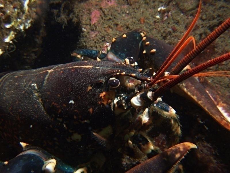 Fish sentience crustaceans Scientists at Queens University, Belfast have found evidence that crustaceans feel pain.