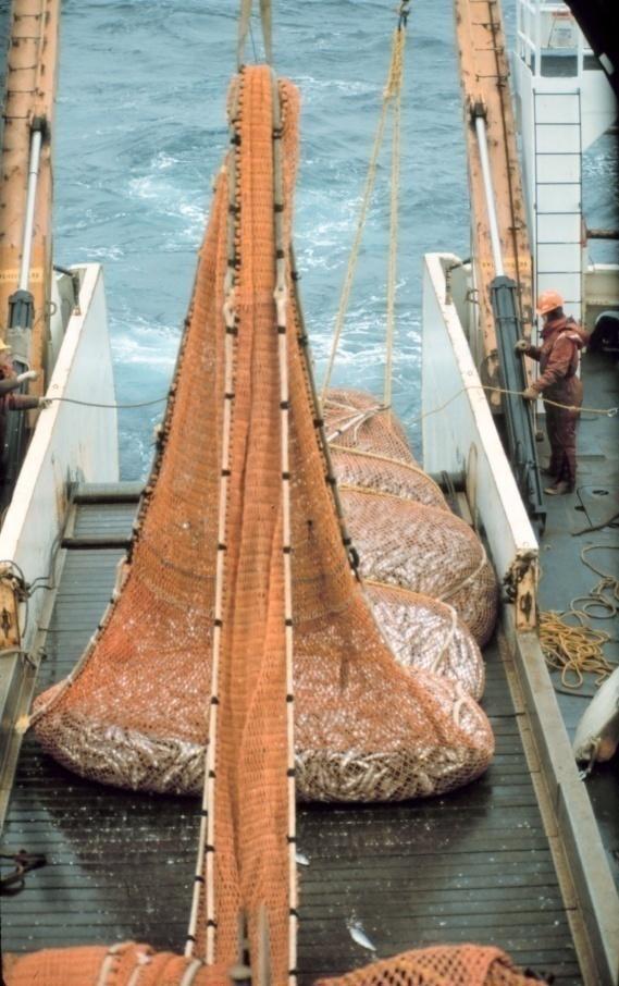 Welfare during capture crushed under the weight of other fish in trawl nets Credit: