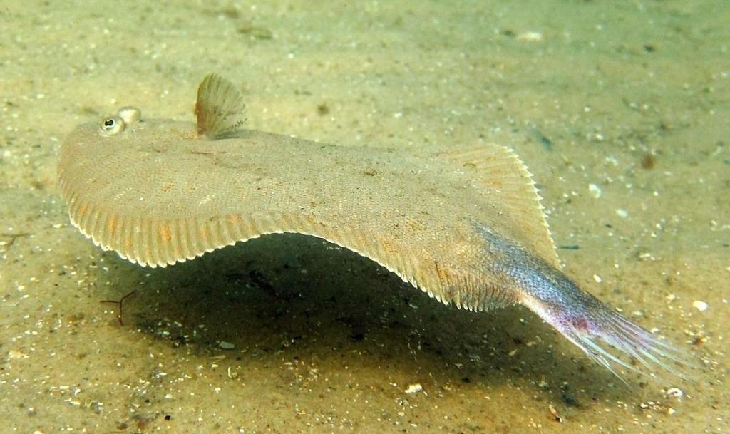 Welfare after capture Flatfish, such as sole, are adapted to low-oxygen conditions and can take an especially long time to time to die
