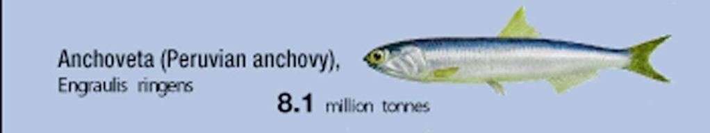 catching feed fish multiplies suffering Courtesy of Subsecretaria de Pesca of Chile. National Oceanic and Atmospheric Administration/Dept. of Commerce 1. It takes 2.3-4.