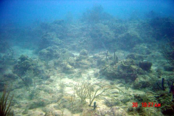 Linking Reef
