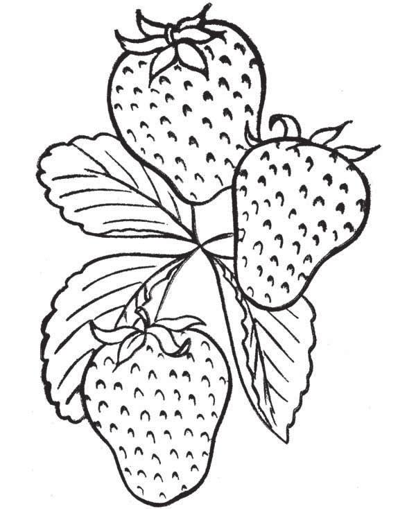 10 midaaswi color the miinan (blueberries)