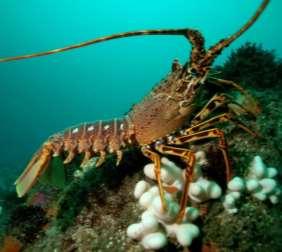 DIVERS! LUNDY S MARINE LIFE NEEDS YOUR HELP!