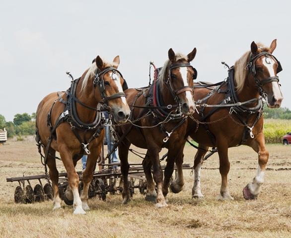 HORSES WILL SELL FRIDAY AT 11:00AM 9:00am Driving Horses Hitched--9:30am Draft Horses Hitched to Sled 9:30am Selling New & Used Tack