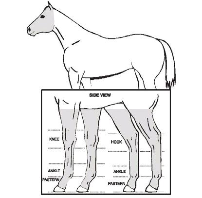 Palomino Horse Breeders of America 5) Additionally, there is allowed areas of white marking with underlying light skin, such that it can be completely covered with a disk four inch in diameter,