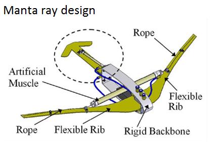 MANTA RAY System of flexible ribs, cables, and McKibben muscles used for propulsion.