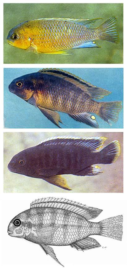 2 mechanisms that lead to the asymmetrical evolution of normally symmetrical structures. The focus of this paper is on the evolution of directional biases in the lower jaws of cichlid fish.