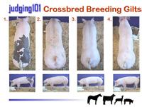 The image quality is excellent and college livestock evaluation training. MDS150... $49.