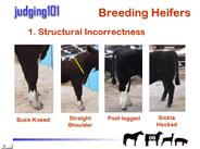 wealth of beef cattle judging information. The second presentation includes images of two heifer classes and three steer classes with official placings and cuts.