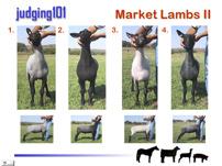 Practice Judging Market Lambs is an onscreen resource that includes seven market lamb classes. The lambs can be evaluated from the side, front, rear, and top.