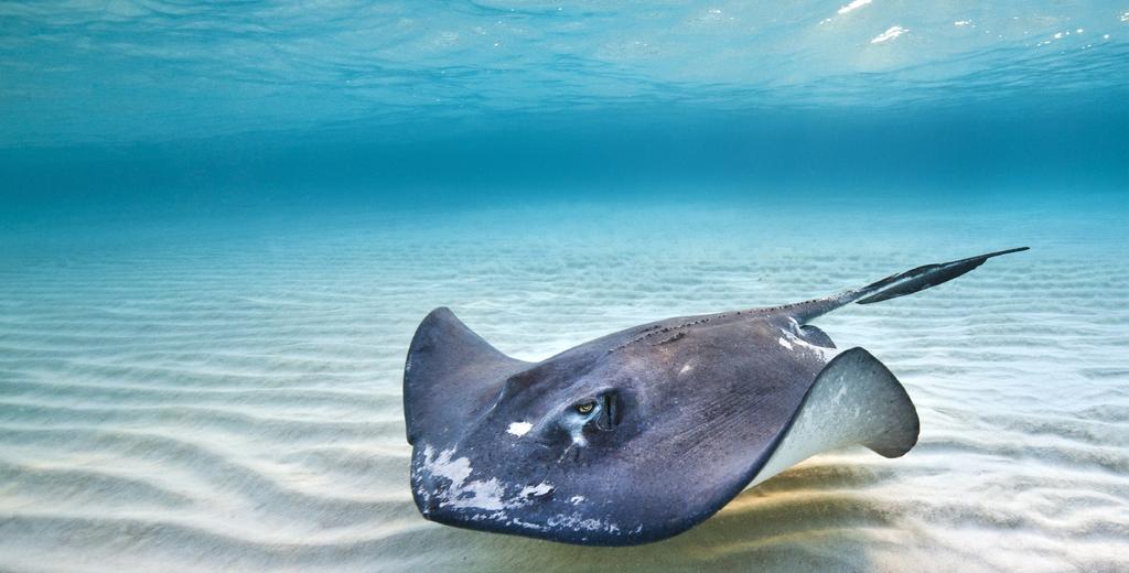 WHAT S DRIVING THE DECLINE? Conservation status of sharks, skates and rays in 2014 Sharks are the last of Earth s top predators to be hunted commercially around the world.