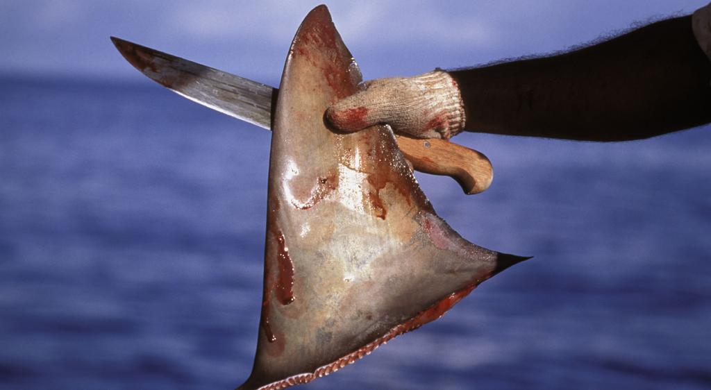 While highly profitable for a few people in the short-term, most shark fishing occurs with little or no management or oversight, and with scant regard for the health of the marine environment,