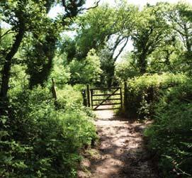 The Knights Way is at the heart of this walk, encompassing pleasant diversions to the medieval chapel of Mounton near the most southerly point of the woods and the nineteenth century mill at