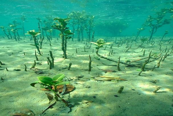 Australia has the 3 rd largest area of mangroves in the world (after Indonesia and Brazil)! 75% of these are in the humid tropics, to the north of the country.