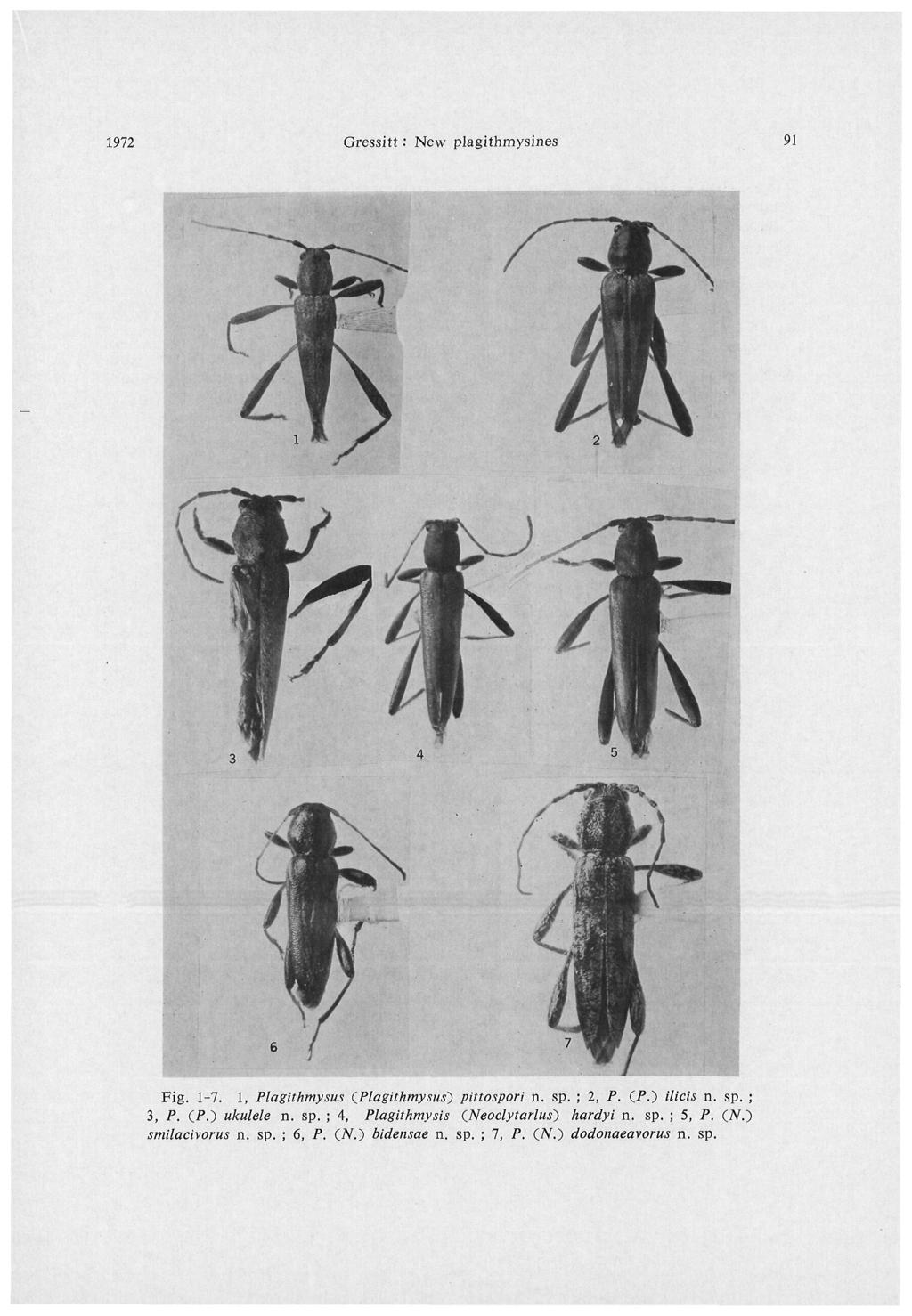1972 Gressitt : New plagithmysines 91 Fig. 1-7. 1, Plagithmysus iplagithmysus~) pittospori n. sp. ; 2, P. (P.) ilicis n. sp. ; 3, P. (P.) ukulele n.