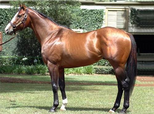 He was then retired with earnings of $10,400 (US) The 2 gentlemen that pin-hooked and sold the colt acquired a small ownership in him with John Magnier (Coolmore) and on his retirement in 2009 he was