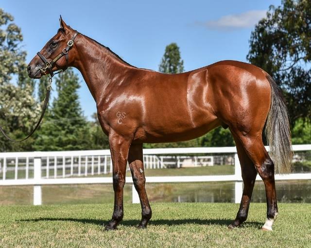 THE 2018 INGLIS CLASSIC YEARLING SALE 10 th -13 th FEBRUARY Held for the first time at the new headquarters of Inglis Riverside Stables, adjacent to Warwick Farm, the Classic Sale proved to be a