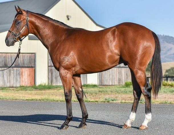 Lot 375 Time for War x Emerald Downs (bay colt) Chris said, "he is a lovely colt with a muscular physique that grabbed my attention as soon as I saw him".