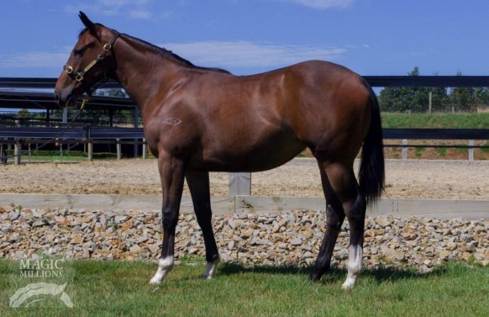 au Toronado x Emma Princess (bay filly) This beautifully bred filly by Toronado (High Chaparral) was a great value buy and looks to be a type that will be up and running early.