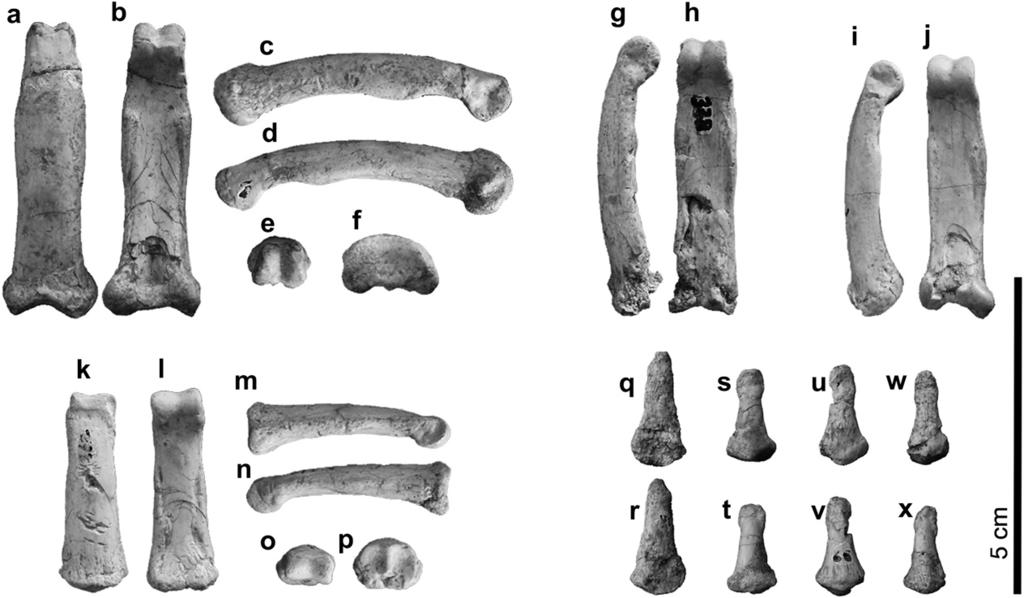 S. Almécija et al. / Journal of Human Evolution 57 (2009) 284 297 287 Figure 1. Manual phalanges of Pierolapithecus catalaunicus from BCV1: (a-f) Right fourth proximal phalanx IPS21350.