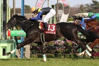 Four-year-old Sciacchetra has proved his talent and good turn of foot by capturing his first graded title this year in the G2 Nikkei Sho.