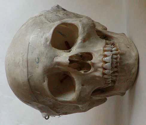 sapiens (Modern Human) Incisor angle Cranium Size Chin shape Dental arcade shape Magnum