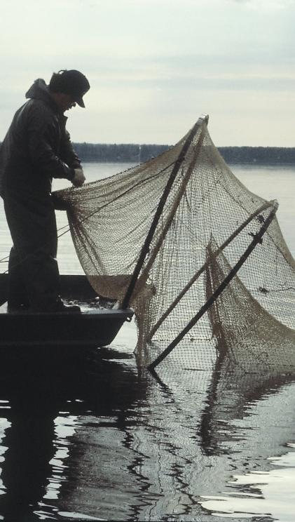 Hatchery staff use fyke nets to trap walleye for hatchery use. Brook trout produced by a tribal hatchery for brood stock.