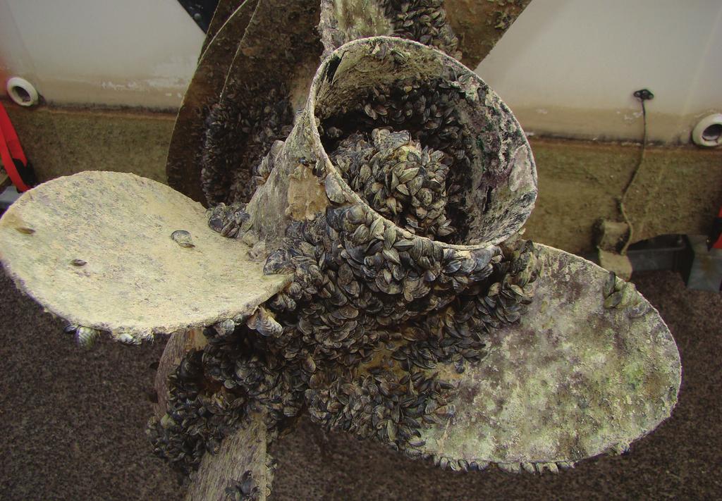 Evaluate: A New Mussel in Town Q uagga mussels are an invasive species closely related to the zebra mussel. They arrived in the Great Lakes region a few years after the zebra mussels.