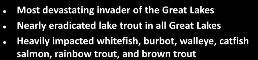 whitefish, burbot, walleye,