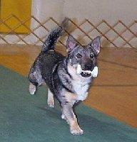 is checked in the Swedish Vallhund.