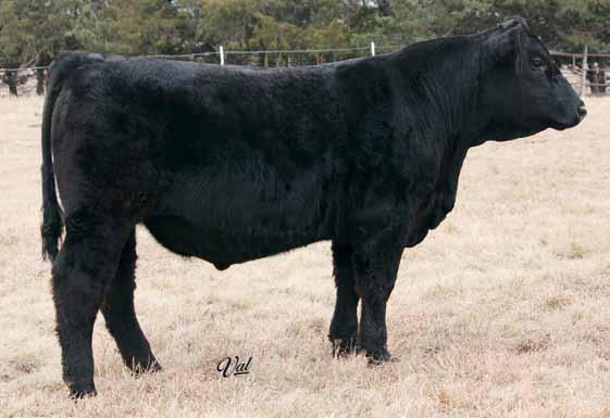 State Line Farm Simmentals 16A is a solid black bull that is very well made sired by Steel Force.