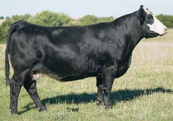 Wow, he is a curve bender! He is a diamond in a hay stack would be hard to find another bull with his kind of calving ease and with this much performance. Don t let him slide by you on sale day!