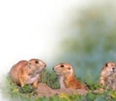 prairie dogs that there is