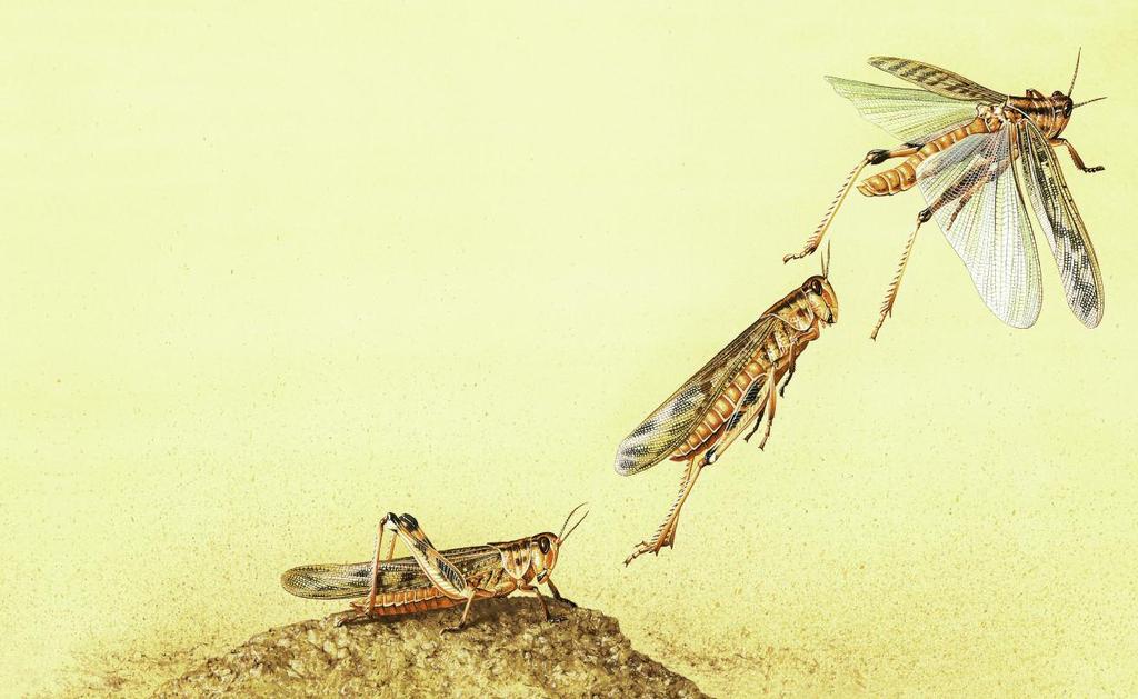 Why do locusts swarm? We locusts are a type of grasshopper. We live in dry deserts and grasslands.