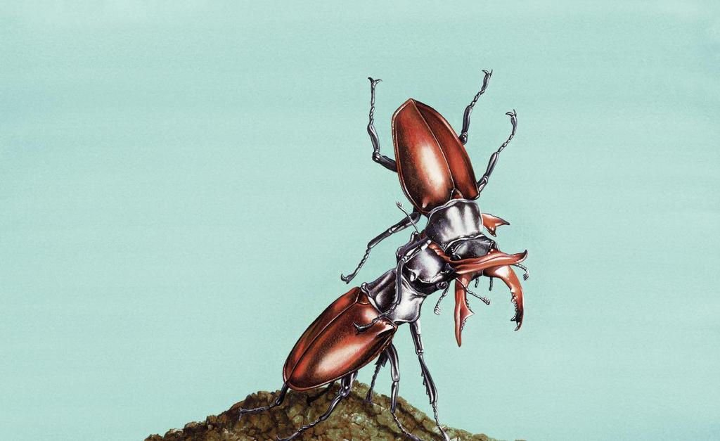 How do beetles live?