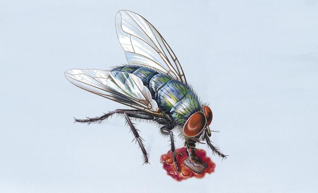 How do flies feed? I lay eggs on dead animals or plants. Garbage cans and dumps are great places to find these.