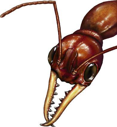 Did you know that there are probably more ants on Earth than any other insect?