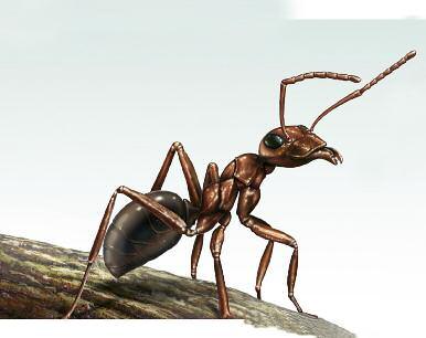 The rest of us work to keep the colony running smoothly. I am a honeypot ant. I live in hot, dry areas.