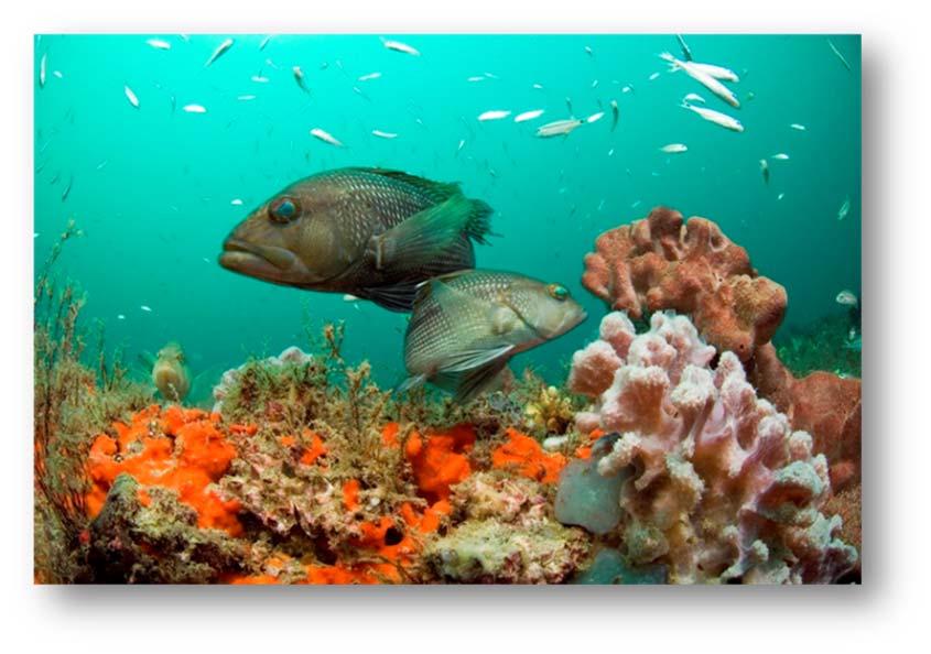 Stocks of Fish the Council Manages Coastal Migratory Pelagics (King mackerel/spanish