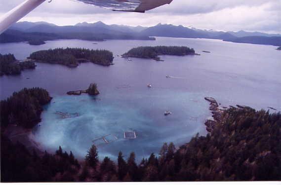 Haida Gwaii Herring: Historical Trends and Sustainability Concerns By: Russ