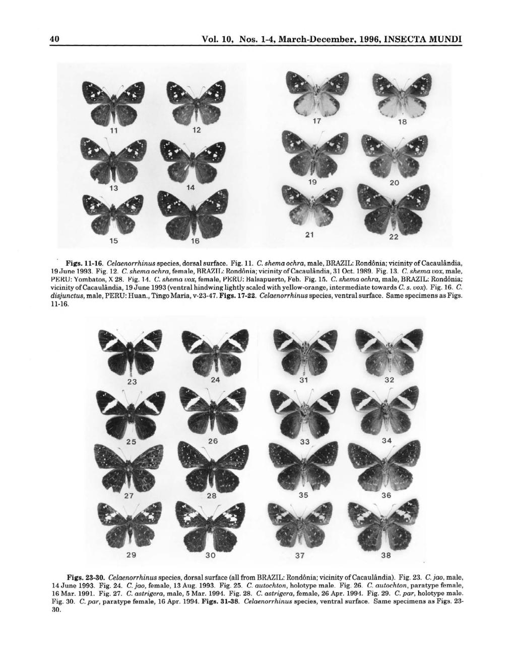 40 Vol. 10, Nos. 1-4, March-December, 1996, INSECTA MUNDI Figs. 11-16. Celae~wrrhinuspecies, dorsal surface. Fig. 11. C. shema ochm, male, BRAZIL: Randbnia: vicinityof Cacaul&ndia, 19 June 1993. Fig. 12.