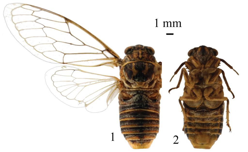 Acta Entomologica Musei Nationalis Pragae, 55(1), 2015 21 Figs 1 2. Cicadatra pazukii sp. nov., holotype (pygofer dissected). 1 dorsal view 2 ventral view.
