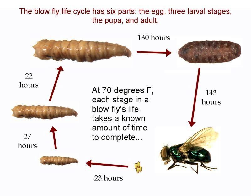 Fill in the chart below using the above illustration. Answer the questions that follow. From To Hours ADH at 70 degrees F Egg First Second Third Pupa a.