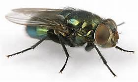 Important Forensic Flies Calliphoridae: blow flies and bottle flies Sarcophagidae: flesh flies Muscidae: house fly, face fly, dump fly Fanniidae: lesser
