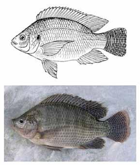 FS963-01 Tilapia: Profile and Economic Importance Kamal Mjoun and Kurt A. Rosentrater, North Central Agricultural Research Laboratory, USDA-Agricultural Research Service Michael L.