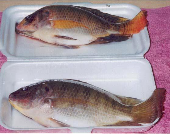 Caused by aflatoxin????? This happening in the seat of tilapia production in the country was described only as jaundice in tilapia but the cause of it was not determined.