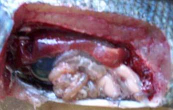 After three months of feeding, the liver of fish was preserved and examined based